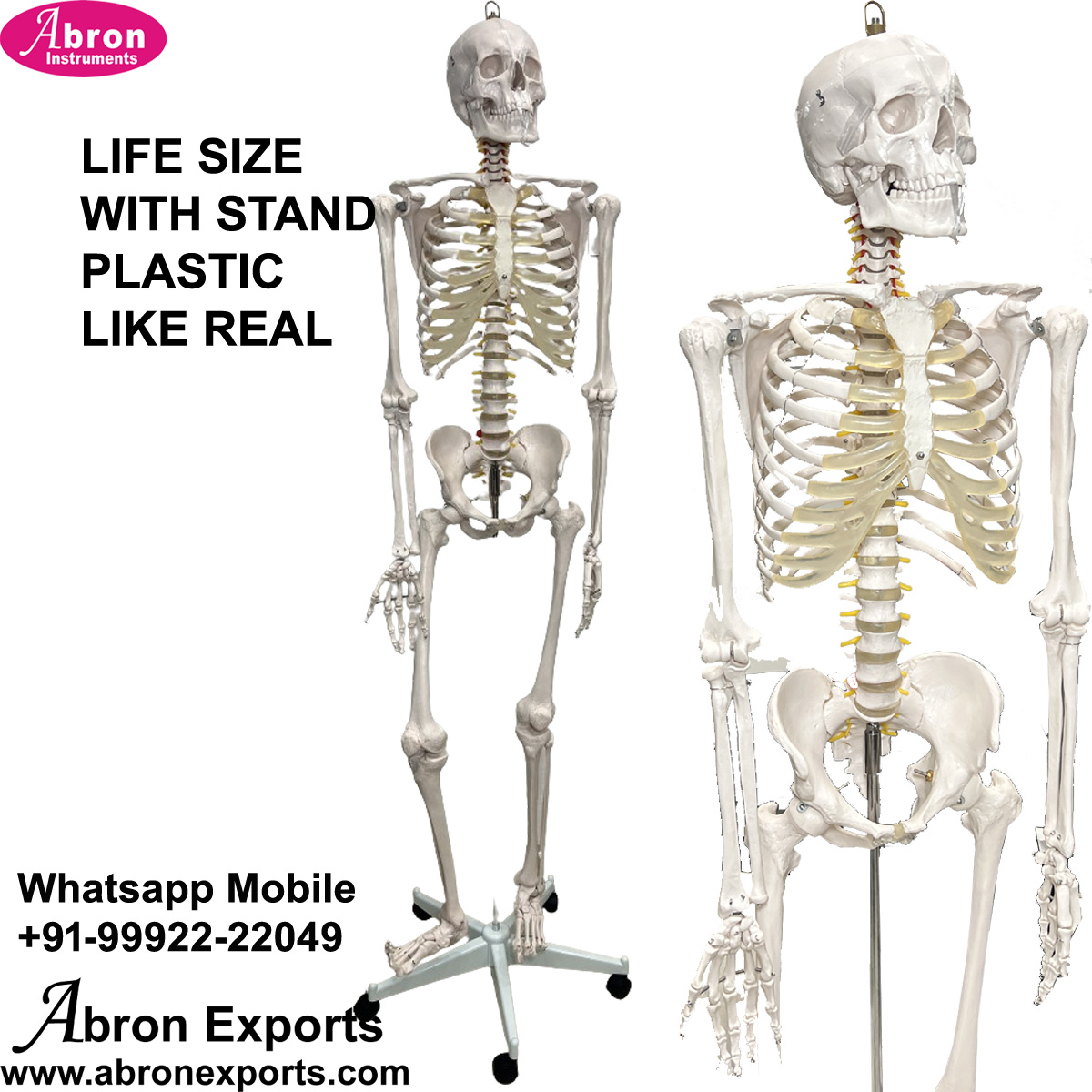 Model Human Skeleton Life Size Tall 170 cm Human Model  Demo Use High Quality Medical Pharmacy Nursing College AB-131X101C Like XC-101C